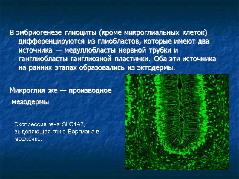 В эмбриогенезе глиоциты (кроме микроглиальных клеток) дифференцируются из глиобластов, которые имеют два источника —